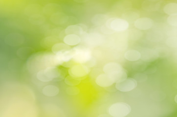 Fototapeta na wymiar abstract blur green leaf for background