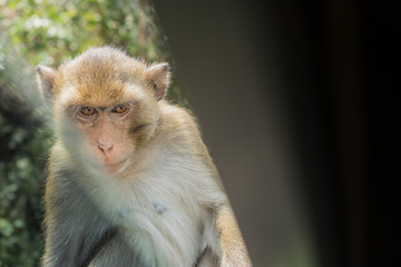 Macaque staring eye with feel anger