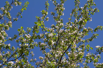 Branches of a blossoming Apple tree
