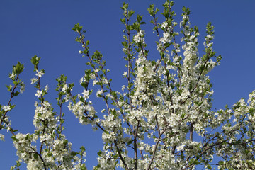 Branches of a blossoming plum