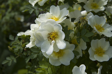 White wild rose flower