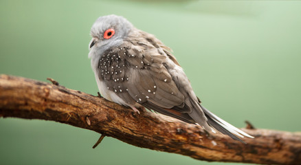 Bird on a perch