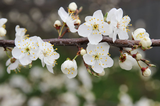 Flowering plum in the spring garden.
