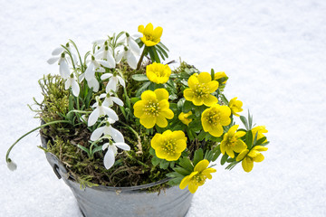 The first signs of spring. Winter aconite and snowdrops