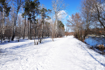 Snowy forest with birch trees and lake