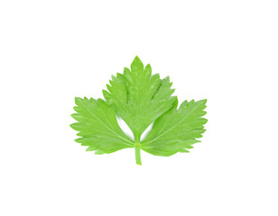 Celery Leaves Isolated on White Background