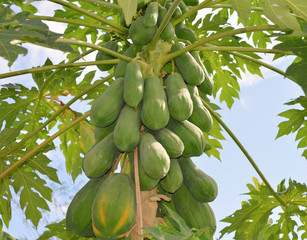 The papaya tree with fruits