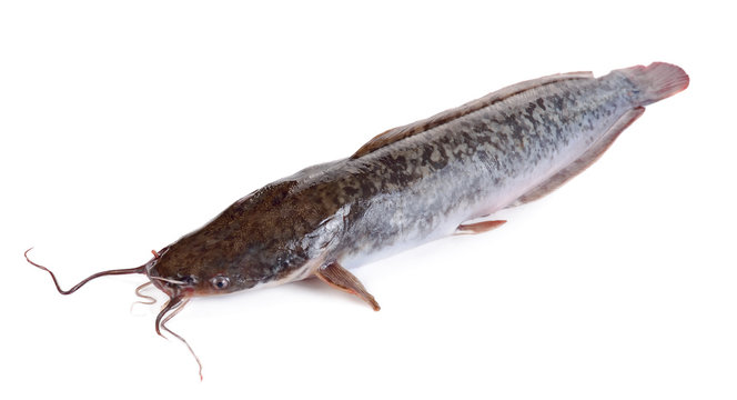 Clarias bilder Bläddra bland 362 stockfoton, vektorer och videor