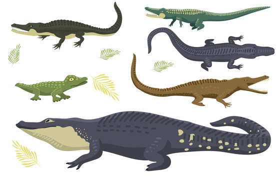 Cartoon green crocodile danger predator and australian wildlife river reptile carnivore alligator with scales teeth flat vector illustration.
