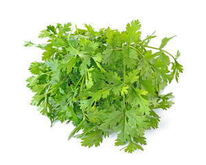 Cutout of fresh Coriander (Coriandrum sativum) leaves on white background