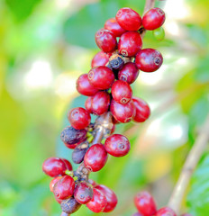 Coffee beans ripening on tree in North of thailand
