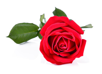 Beautiful red roses on a white background