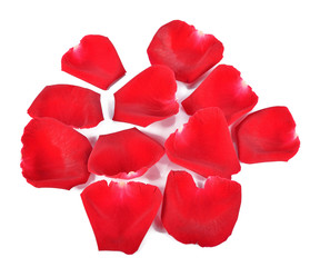 Petals of red roses on a white background