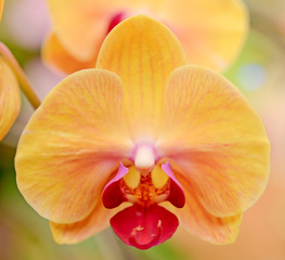 Fototapeta na wymiar Orchid yellow flower