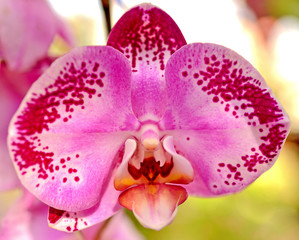 Fototapeta na wymiar Orchid red flower