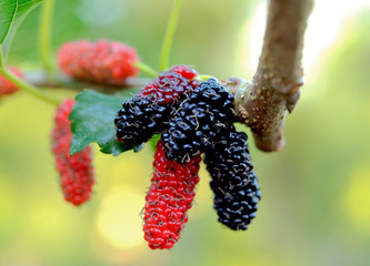 black and red Mulberry fruit on the branch