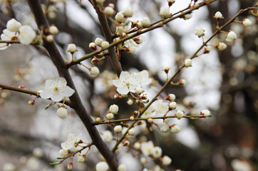 Flowering plum in the spring garden.
