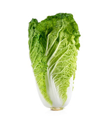 fresh napa cabbage on white background