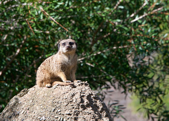 Single meerkat (suricata suricatta) crouched down on a rock looking out for predators. Green leaves soft focus in background.