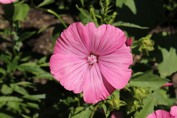 Pink "Rose Mallow" flower (or Annual Mallow, Royal Mallow, Regal Mallow) in St. Gallen, Switzerland. Its Latin name is Lavatera Trimestris (Syn Althaea Trimestris), native to the Mediterranean region.