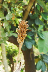 dry flower