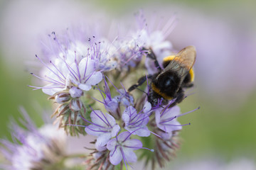 Hummel bei der Best&auml;ubung