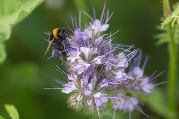 Hummel bei der Bestäubung
