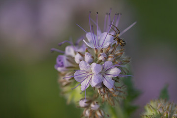Spinne sitzt auf einer Blüte und lauert auf Beute