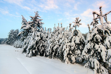 Winter forest and road