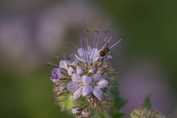 Spinne sitzt auf einer Blüte und lauert auf Beute
