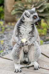 A lemur, food clutched in hands looking to the right with a comical look of shock and surprise on it's face, and it's mouth open.