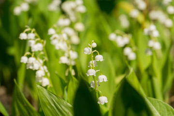 May Lily Blooming