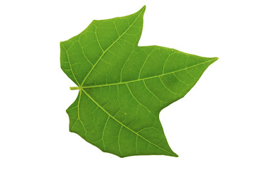 Fototapeta premium green leaf isolated on white background
