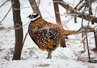 Королевский фазан