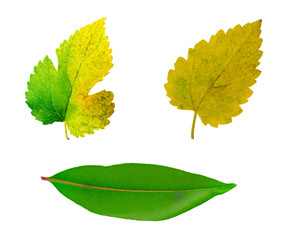 group leaf isolated on white background.total leaf isolated on white background