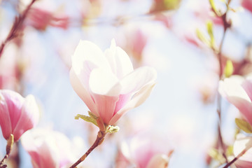 Beautiful light pink magnolia flower on blue sky background. Shallow DOF. Toned image.