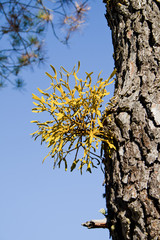 Mistletoe coming out of a pine trunk