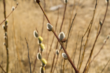 Spring Pussy Willow