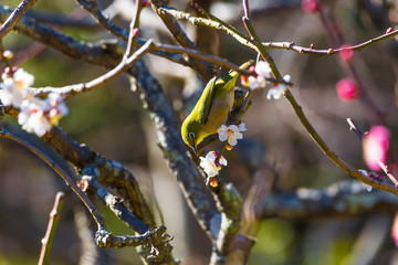 The Japanese White eye.The background is plum blossoms. Located in Kamakura, Kanagawa Prefecture Japan.
