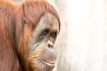 Close up image of the side view of an orangutan on the left side of the frame with copy space on the right side of frame. © Barbara