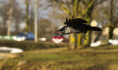 Ducks feeding.