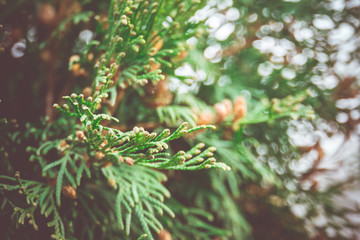 Spruce Tree Branches Filtered