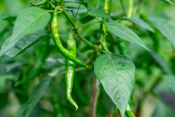 Fototapeta na wymiar Red chili pepper on the plant. Close-up