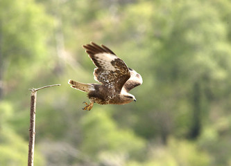 Common Buzzard just taking off, 3 in sequence of 3, Mull, Scotland, UK.