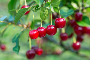 Sweet cherry red berries on a tree branch close up