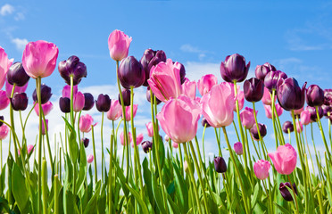 Tulips