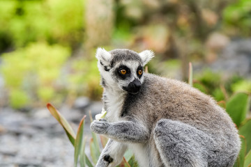 An alert lemur looks to it's left while holding food in it's hand, with wide open eyes.