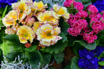 flower pot