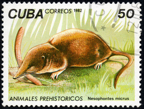 UKRAINE - CIRCA 2017: A stamp printed in Cuba, shows a extinct animal Nesophontes micrus, the series Prehistoric animals, circa 1982