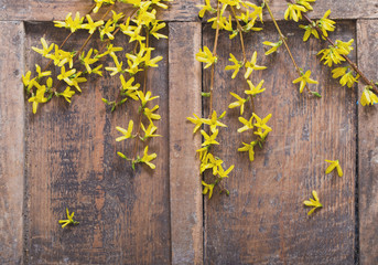 Spring yellow flowers on old wooden background